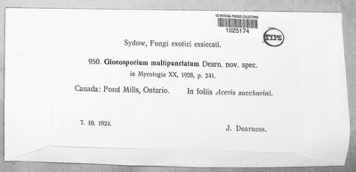 Gloeosporium multipunctatum image